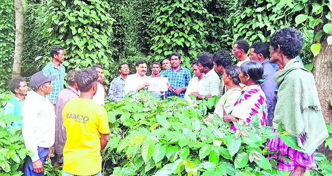 రైతులకు సూచనలిస్తున్న ఐటీడీఏ కాఫీ విభాగం ఏడీ అశోక్ కుమార్