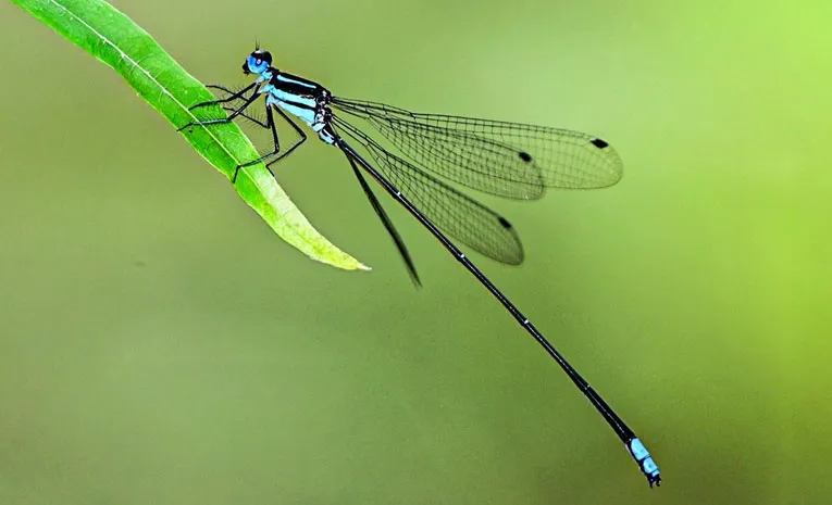 damselfly looks like bamboo stalk discovered in Kerala