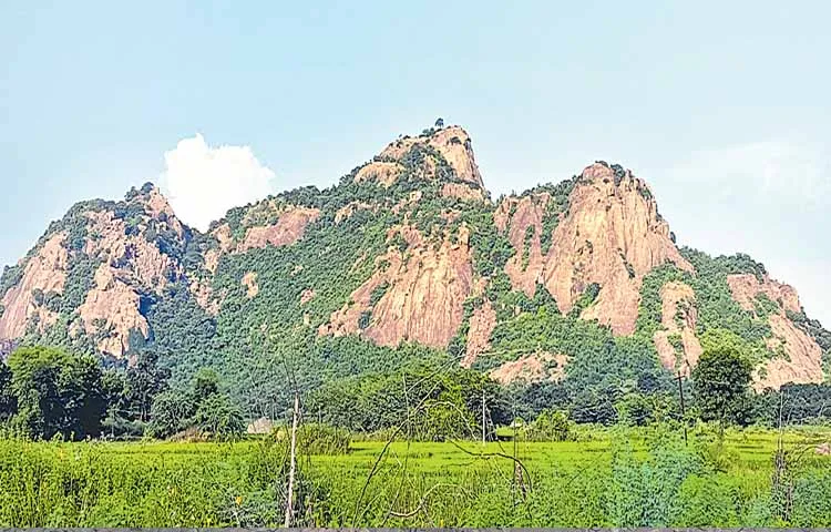 Kandikonda Gutta in Kuravi is famous for herbs and medicinal plants