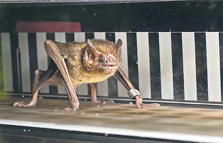 Scientists focus on how bats generate energy