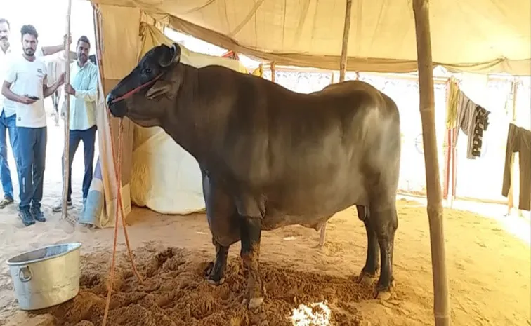 Anmol the 1500 kg Buffalo from Haryana Sirsa is worth rs 23 Crore