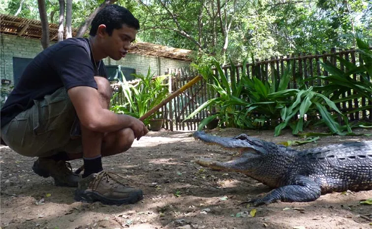 Croc Whisperer By Janaki Lenin Translated By Rohini Chintha