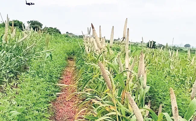 ప్రకృతి వ్యవసాయం పేరుతో సాగు చేసిన పంటలు