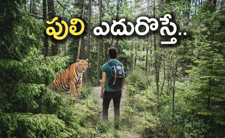 10 Things To Do When You Encounter a Tiger and follow these tips