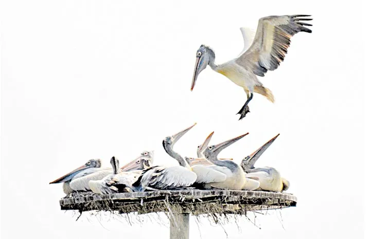 Pelican in Kolleru Sanctuary