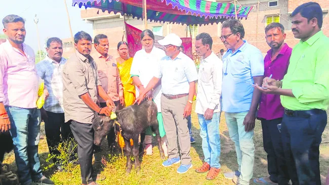 పశువులకు వ్యాధులు సోకకుండా చూసుకోవాలి