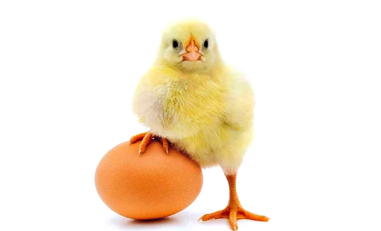 Wich Comes First Chicken Or Egg scientists have answer 