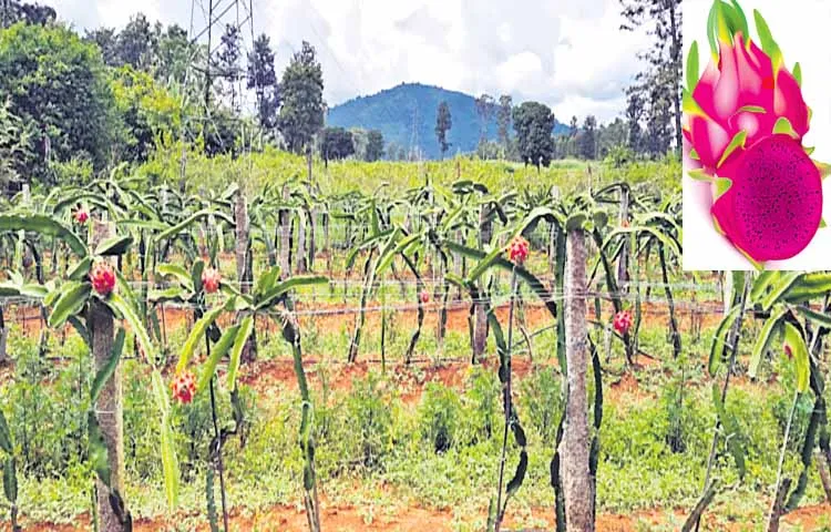 Sustainable income in dragon fruit cultivation