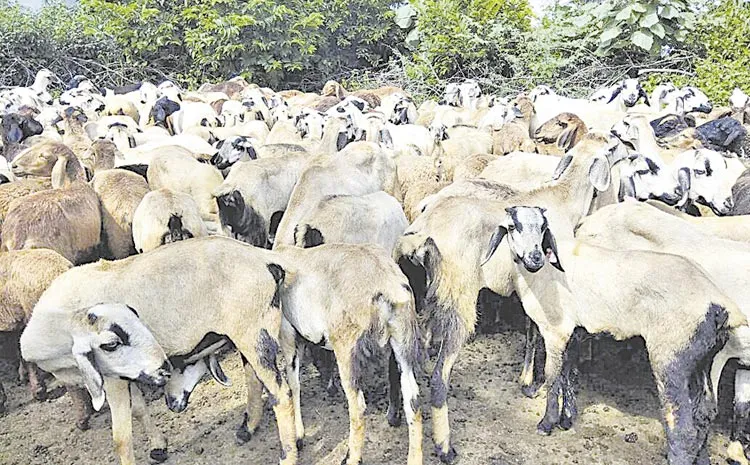 cattle wealth has increased tremendously: telangana