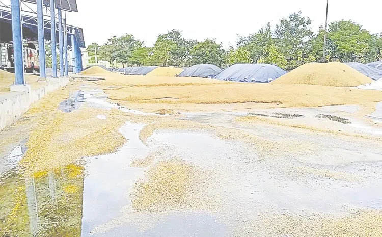 paddy grain soaked by untimely rain: Telangana