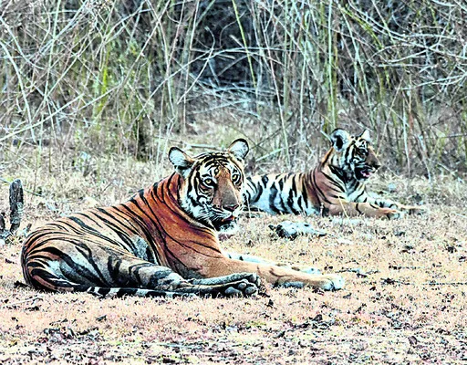 గ్రామంలో పులి అలజడి  