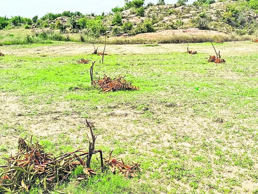 సిద్దవరంలో 150 మామిడి చెట్లు నరికివేత