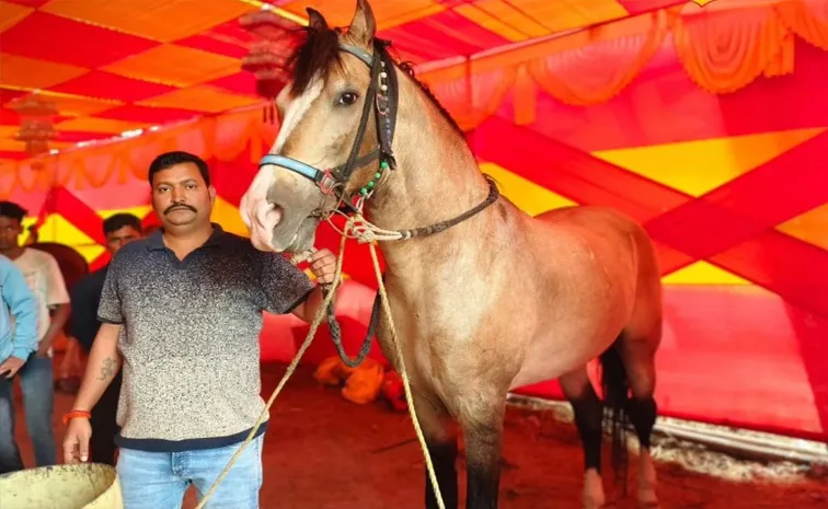 Horse Running Speed of 100 kmph Came to Soepur mela