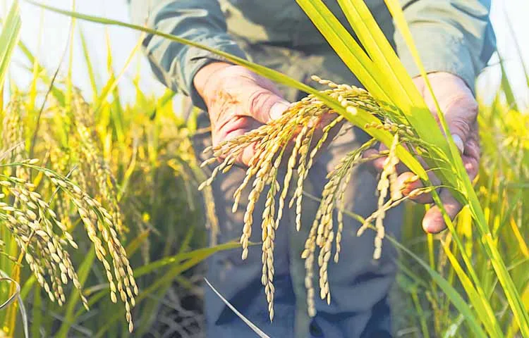 Paddy area increasing in Kharif every year