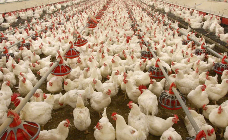 How to reduce the use of antibiotics in poultry farming