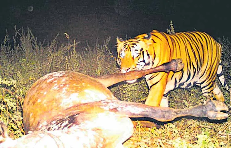 Big tiger in Adilabad