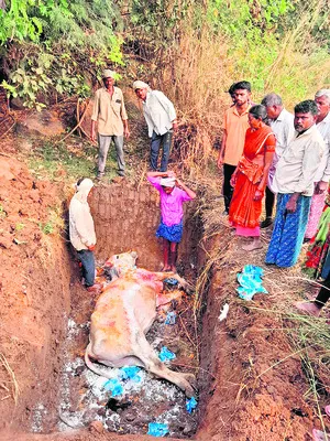 కాడెద్దుకు కన్నీటి వీడ్కోలు..