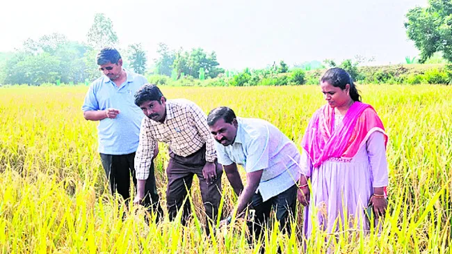 వరి పంట పరిశీలనలో అధికారులు