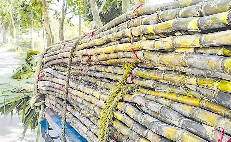 Sugarcane cultivation area drops to 20000 hectares this year: telangana