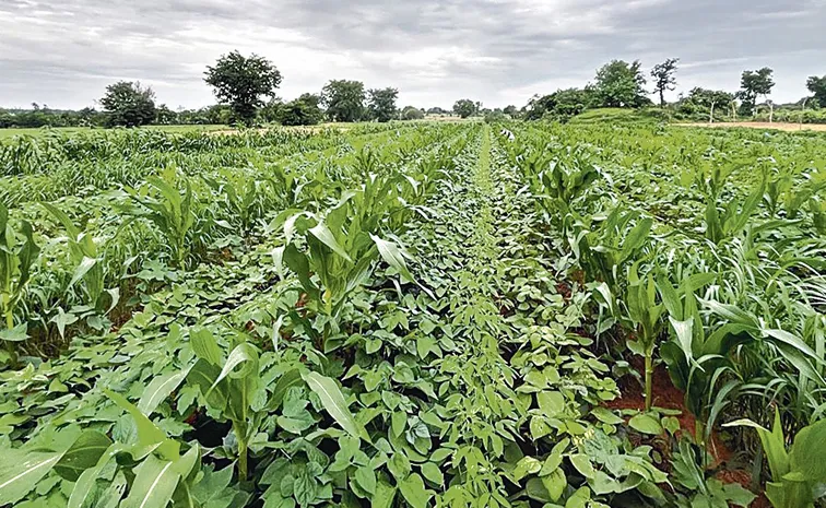 sagubadi special story  added income from anthara crops