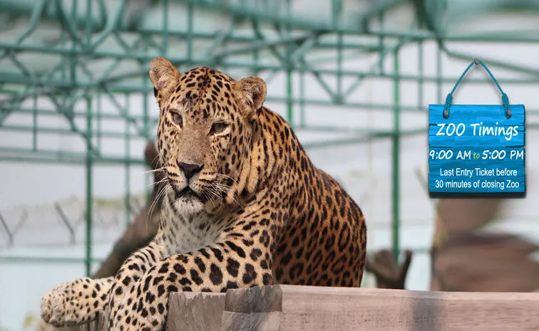 Heaters Installed Lions and Tigers in Gorakhpur Zoo