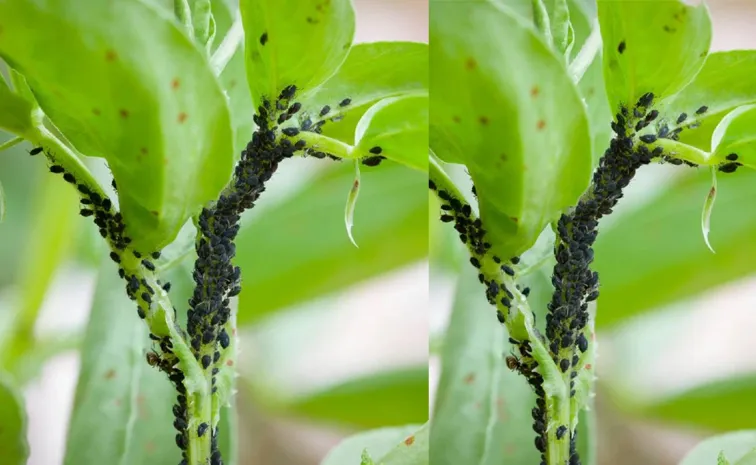 How to get rid of aphids in the backyard