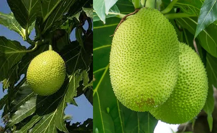 Medicinal properties, amazing health benefits of the Breadfruit