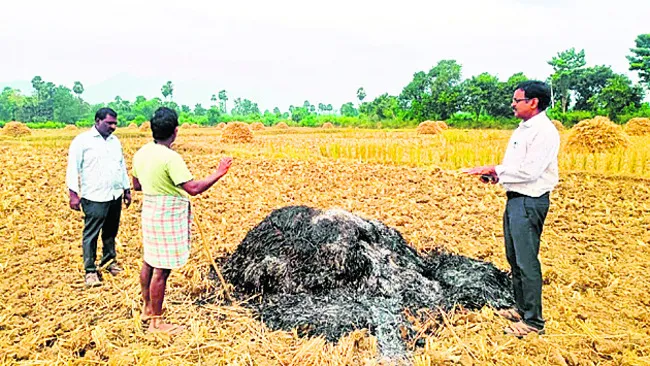 పురుగు అశించిన వరికుప్ప కాల్చివేత