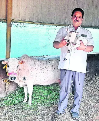 12 అంగుళాల  పుంగనూరు దూడ జననం 