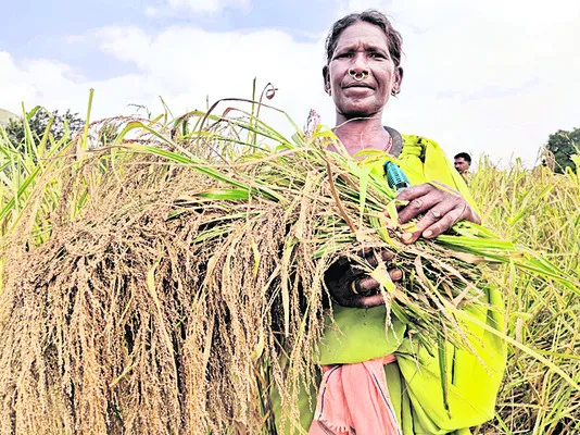 ప్రకృతి వ్యవసాయ విధానంలో చిరుధాన్యాల సాగు చేపట్టిన గిరిజన రైతులు మంచి ఫలితాలు సాధిస్తున్నారు. సాధారణ పద్ధతి కన్నా రెట్టింపు దిగుబడి రావడంతో ప్రకృతి విధానంపై ఆసక్తి చూపుతున్నారు. వారికి అవసరమైన సాంకేతిక సహకారం అందిస్తూ పాడేరులోని ప్రకృతి వ్యవసాయ విభాగం ప్ర