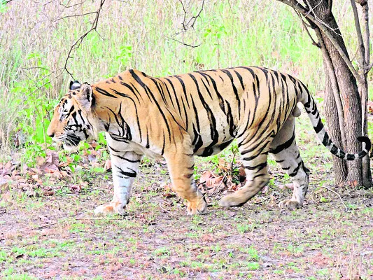 ● భయపెడుతున్న పులి 