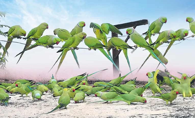 Noorbasha Babawali and Lalbi couple Feeding parrots