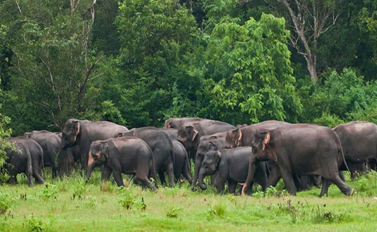 Elephants Hulchul in Parvathipuram