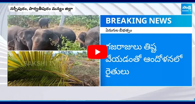 Elephants Destroyed More Than 200 Coconut Tress