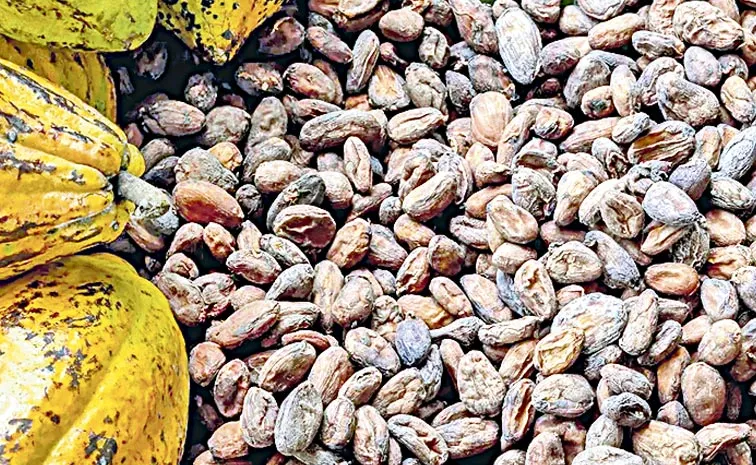 AP tops in cocoa production