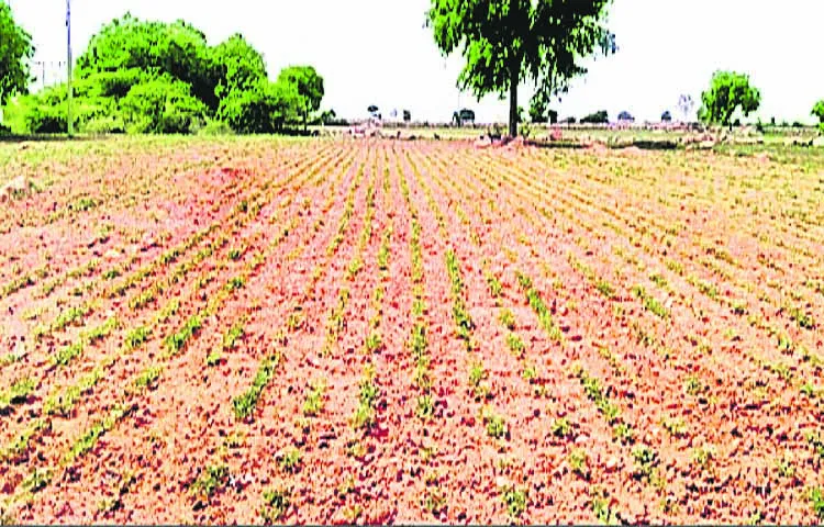 Kharif crops were severely damaged due to lack of rain across Rayalaseema