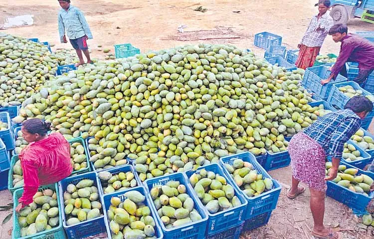 Huge exports of Chittoor mango pulp to foreign countries