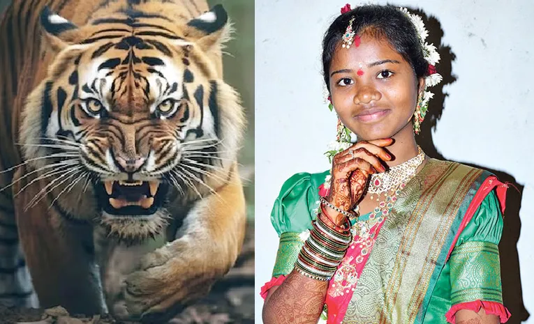 Tiger Attack Komaram Bheem Asifabad District