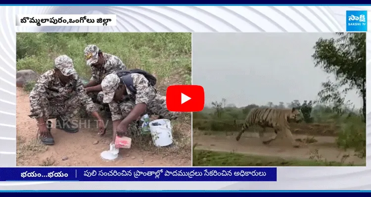 Tiger Hulchul In Ongole District