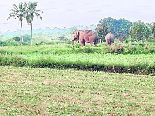 తోటల్లో ఏనుగుల విధ్వంసం 