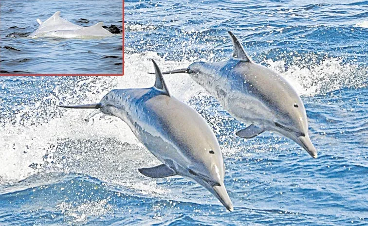 Dolphin Sighting at Sagara Sangamam: Andhra pradesh