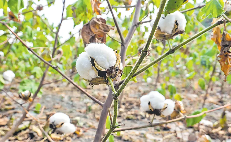 Sakshi Guest Column On Cotton Cultivation