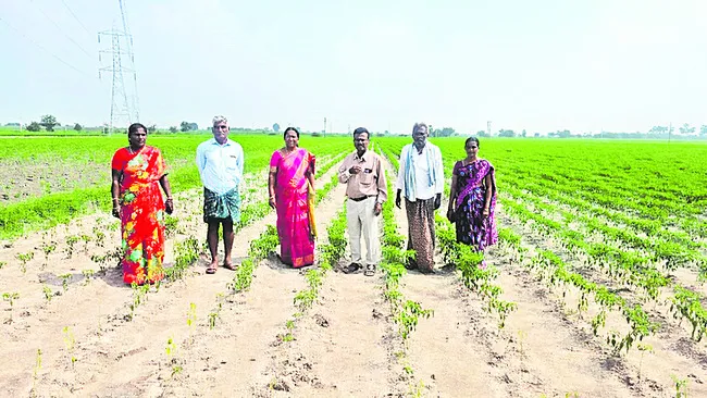 అంతర పంటలతో అధిక లాభాలు 