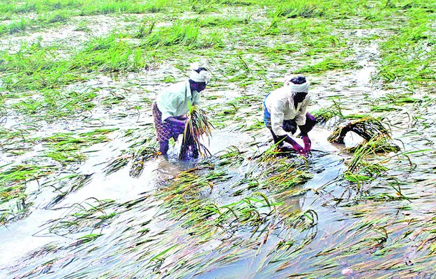 ప్రకృతీ వైపరీత్యాల వల్ల దెబ్బతిన్న వరిచేను (పాత చిత్రం)