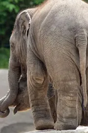 This Plant Became Poisonous for Elephants in BTR Madhya Pradesh7