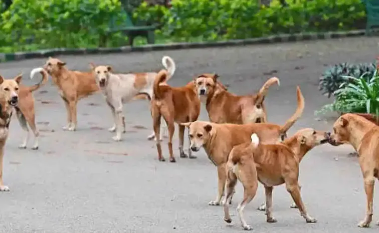 Stray Dogs Saved 10 Year old Girl Being Kidnapped