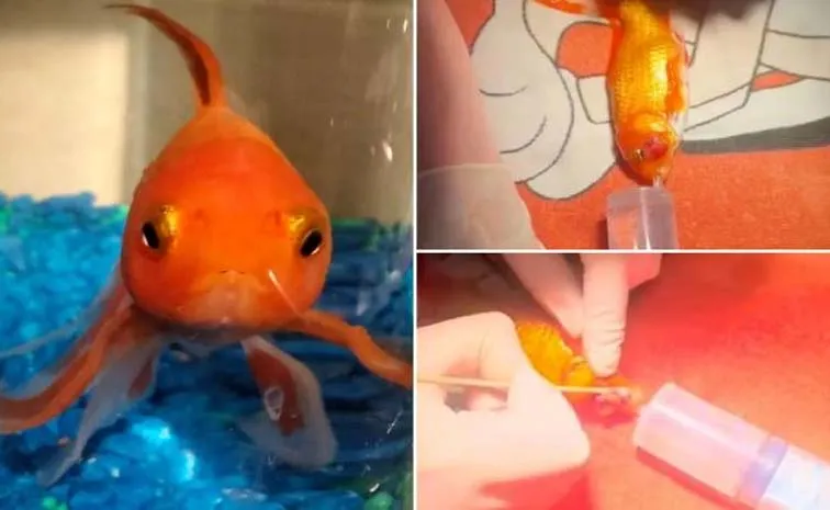 Goldfish's Recovery Going Swimmingly After Operation Remove Tumor