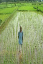 Farmers Face Problems In Harvesting Rabi Crops2