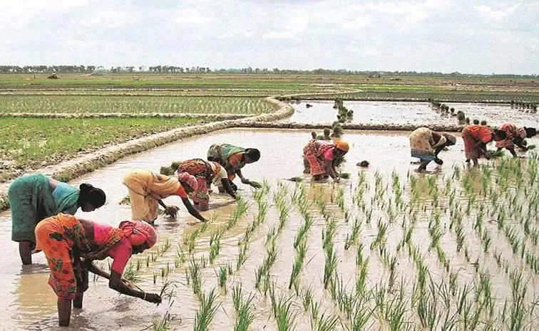 Farmers Face Problems In Harvesting Rabi Crops