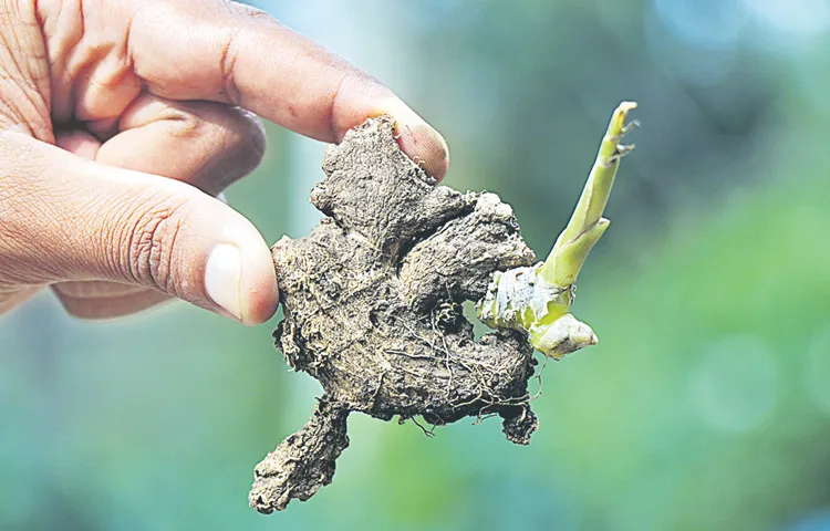 Turmeric is being grown in Mahabubabad district